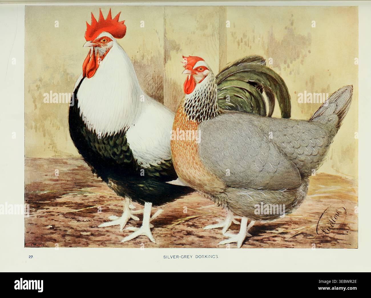 Gallina e gallo dorato grigio argento in un ambiente agricolo, che mostra un piumaggio distintivo e le forti caratteristiche di questa vecchia razza domestica britannica. Wright's book of Poultry di Lewis Wright, 1838-1905; Sidney Herbert Lewer, pubblicato nel 1912 Foto Stock