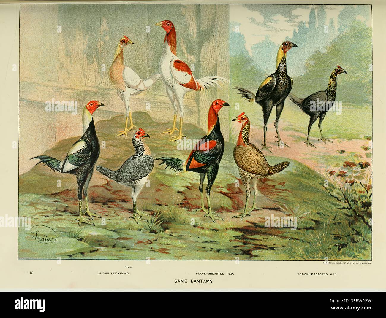 Ha illustrato diverse razze di pollo al bantam di selvaggina in un paesaggio naturale, mostrando un piumaggio dettagliato e caratteristiche uniche di un antico libro di pollame di storia naturale. Wright's book of Poultry di Lewis Wright, 1838-1905; Sidney Herbert Lewer, pubblicato nel 1912 Foto Stock