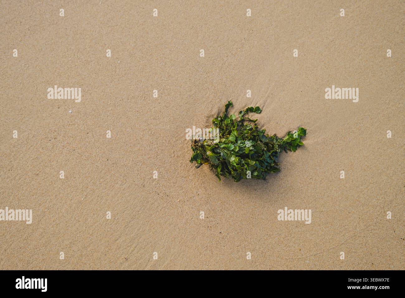 Un'immagine minimalista e ad angolo alto di un singolo gruppo di alghe verdi vivaci, impreziosita da sabbia liscia e abbronzata. Foto Stock