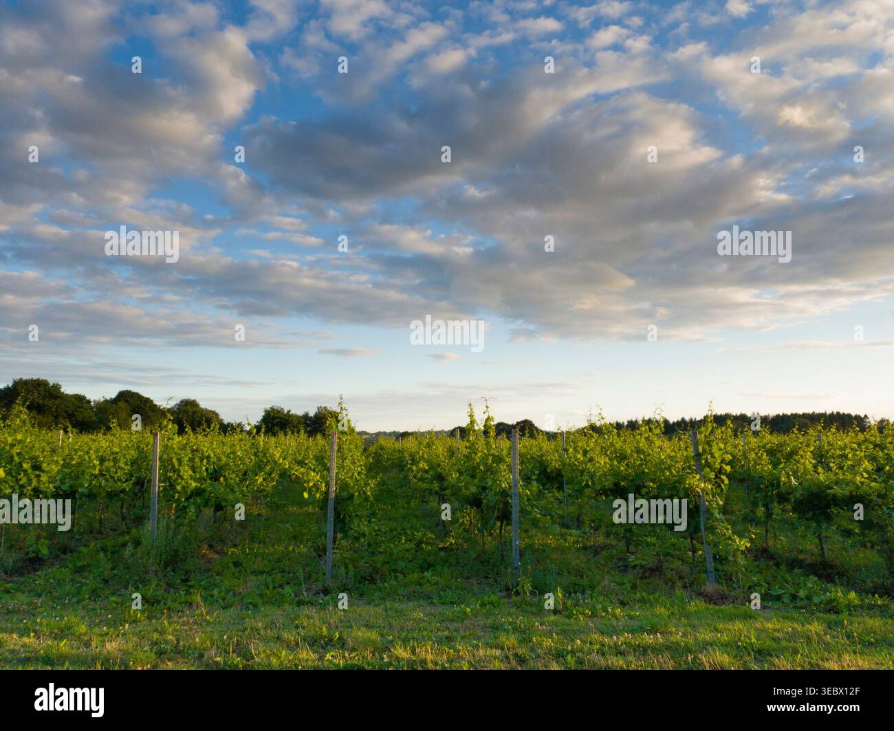 Grape Vines, Bluebell Vineyard Estate, Lindfield, West Sussex. Luglio Foto Stock