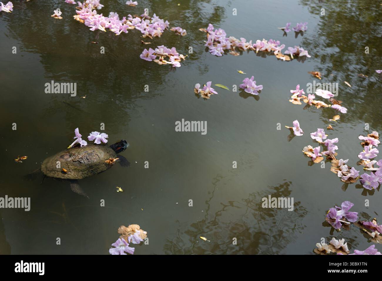 Un cursore dalle orecchie rosse nuota in uno stagno tropicale adornato da fiori rosa caduti. Chatuchak Park, Bangkok, Thailandia. Foto Stock