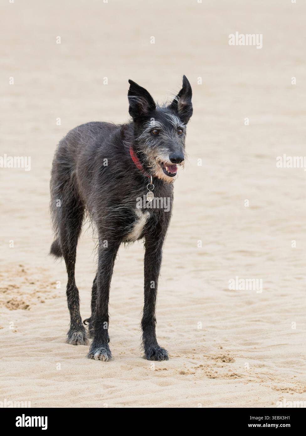 Lurcher on Beach, Norfolk, Regno Unito Foto Stock