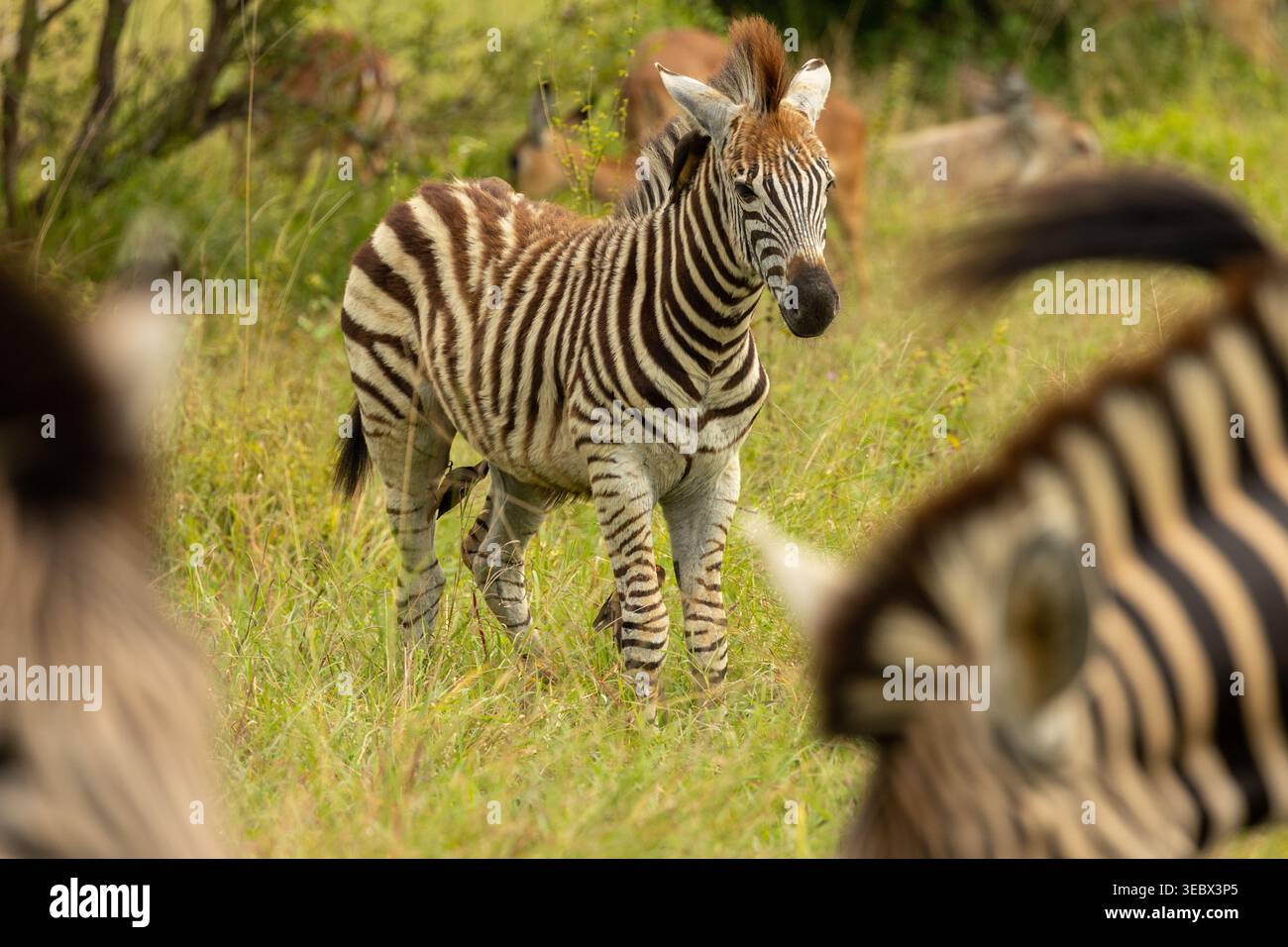 Baby Zebra in posa Foto Stock