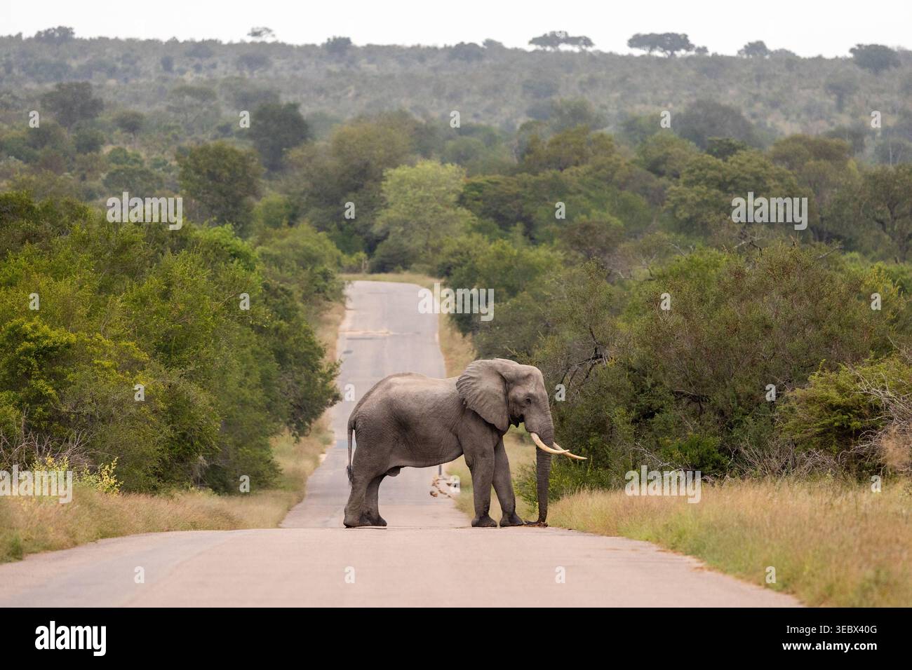 Elefante africano che blocca il percorso Foto Stock