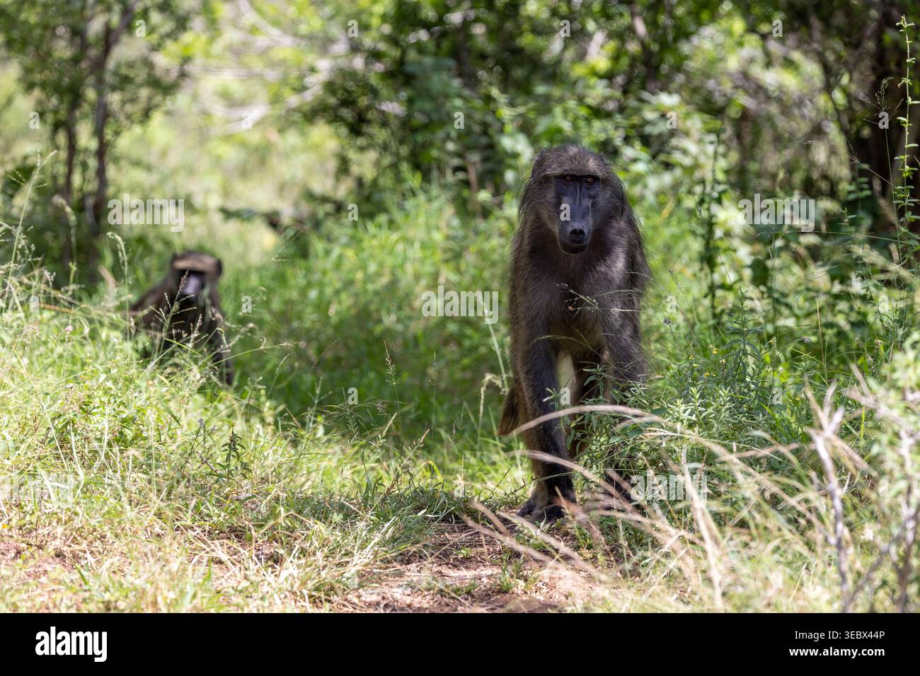 Baboon Troop che marciano attraverso il sottobosco Foto Stock