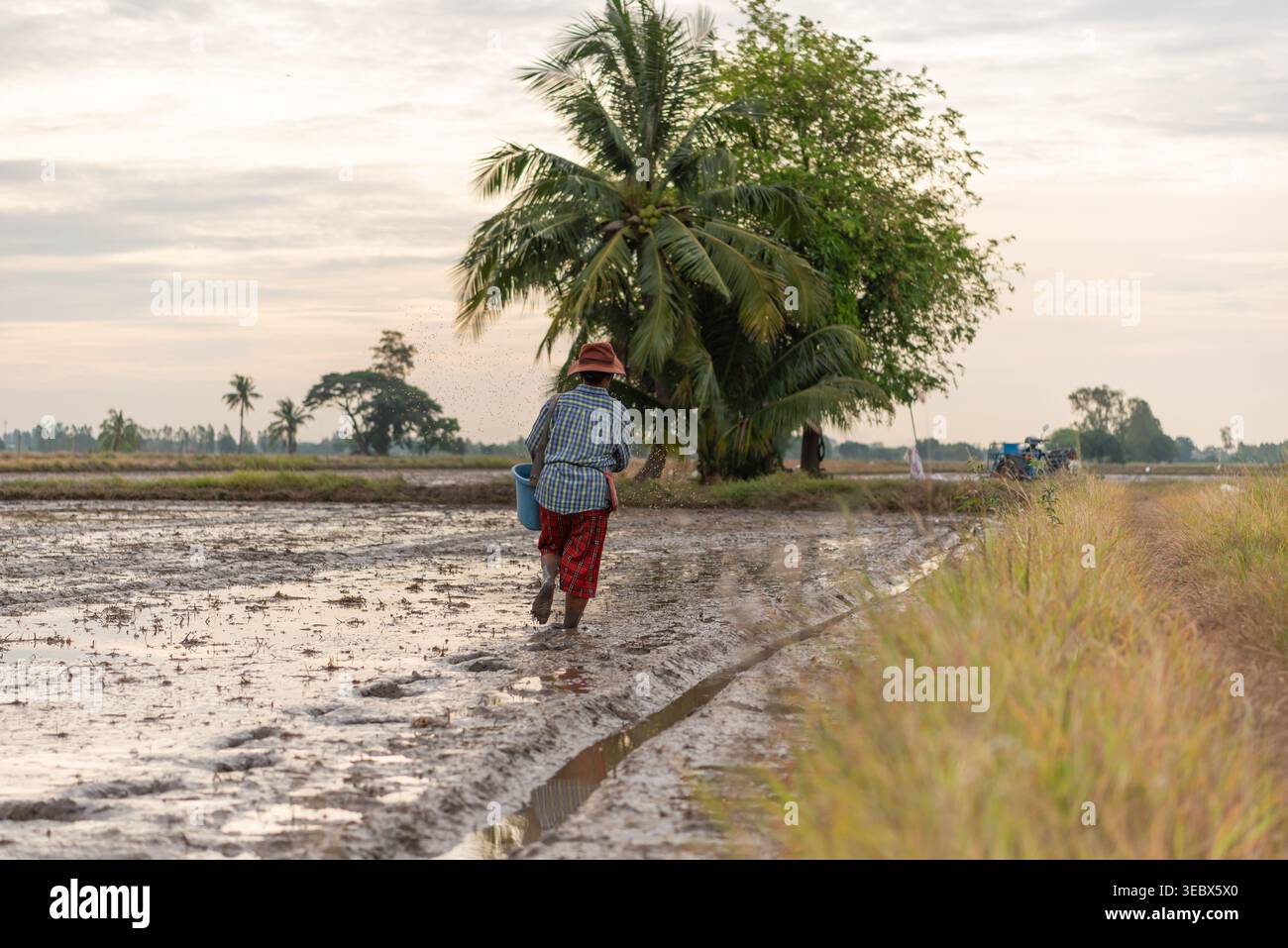 Agricoltore che cammina in un campo di riso fangoso spargendo i semi a mano attività agricola tradizionale processo di coltivazione della vita rurale e attività agricole stagionali Foto Stock