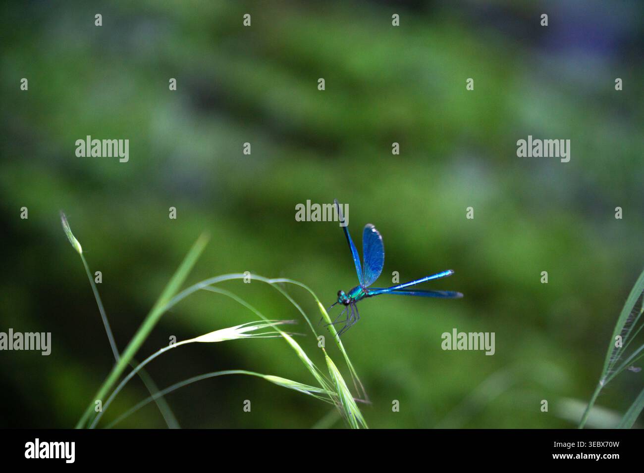 Primo piano Flying Blue male Damselfly in luce naturale Foto Stock