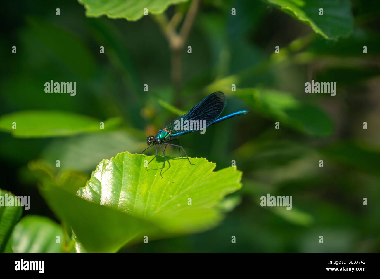 Primo piano di Damselfly maschio blu in luce naturale Foto Stock