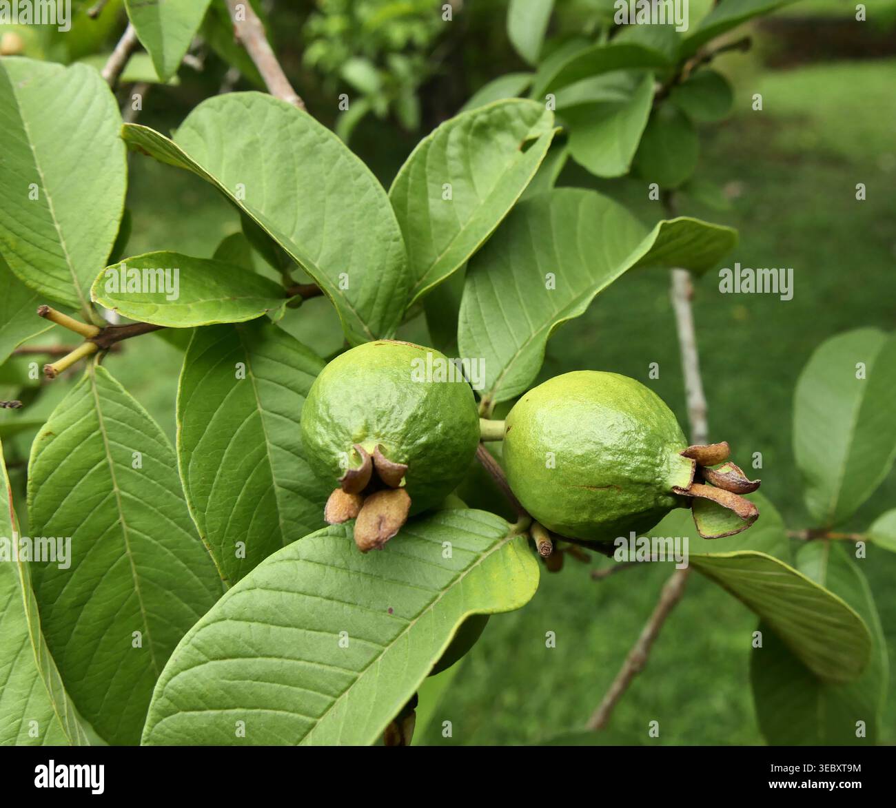 Due comuni frutti di guava maturano sui rami degli alberi di Psidum guajava. Produzione di frutta tropicale e sfondo verde Foto Stock