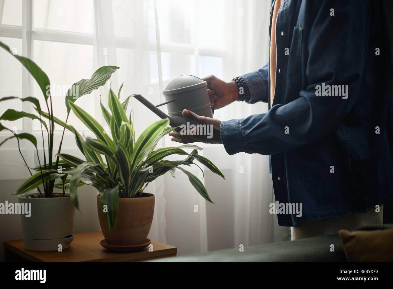 Black Man irrigazione Houseplants per Home Wellness e Lifestyle Foto Stock