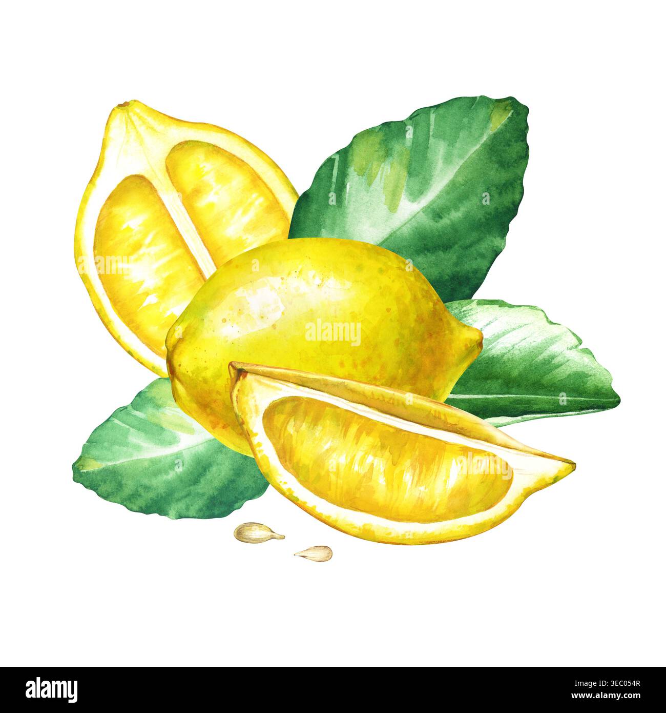Illustrazione botanica acquerello con un limone giallo intero, fette succose, semi e foglie di agrumi verdi freschi. Composizione realistica con Foto Stock