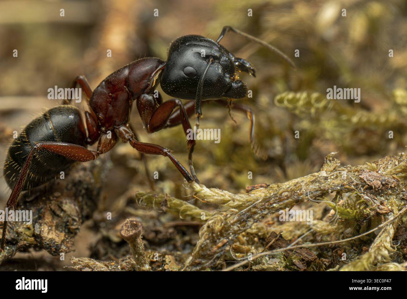 Camponotus ligniperda (Camponotus ligniperda), tra muschio e bosco morto sul fondo della foresta, Parco Nazionale della Foresta Nera, Baden-Wuerttemberg, Germania Foto Stock