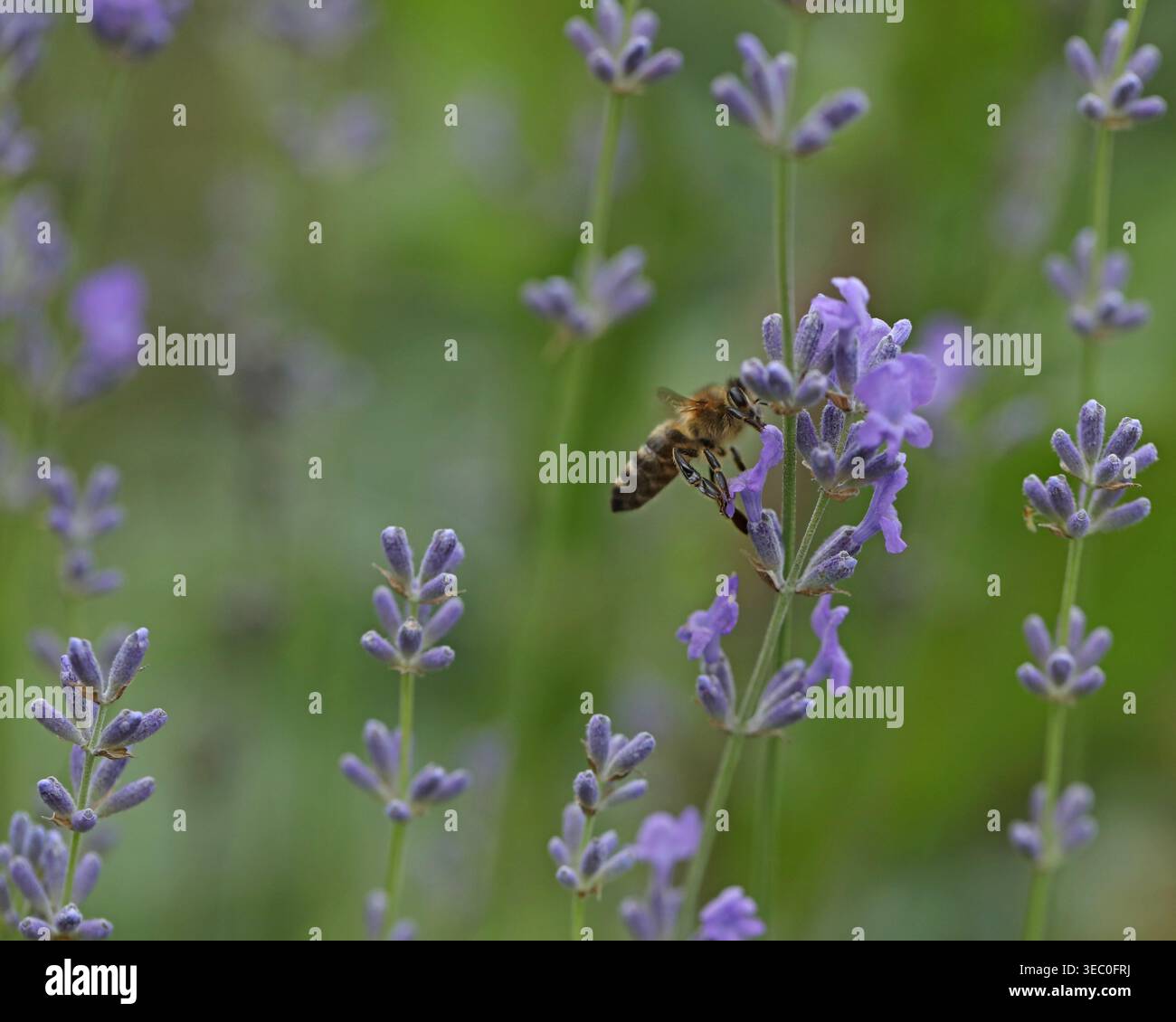 Aprite i fiori viola di lavanda. Primo piano Foto Stock