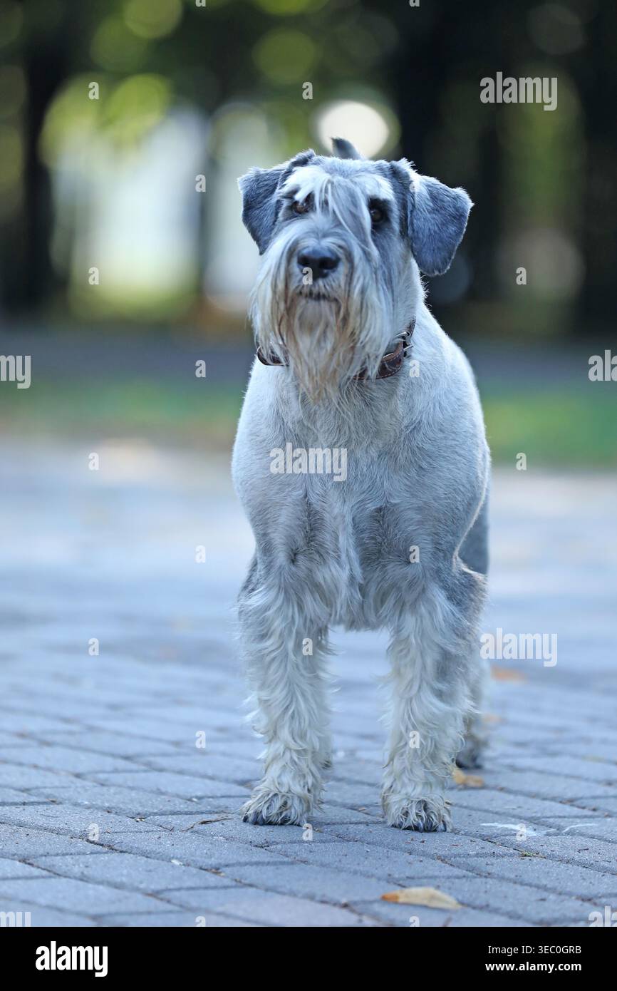 Carino mittelschnauzer che cammina all'aperto nel parco Foto Stock