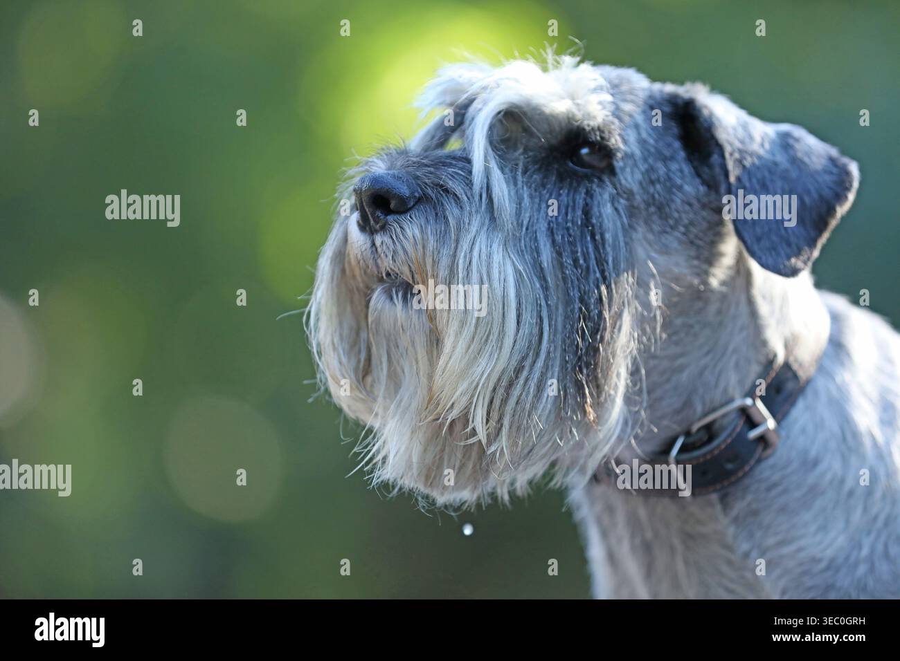 Carino mittelschnauzer che cammina all'aperto nel parco Foto Stock