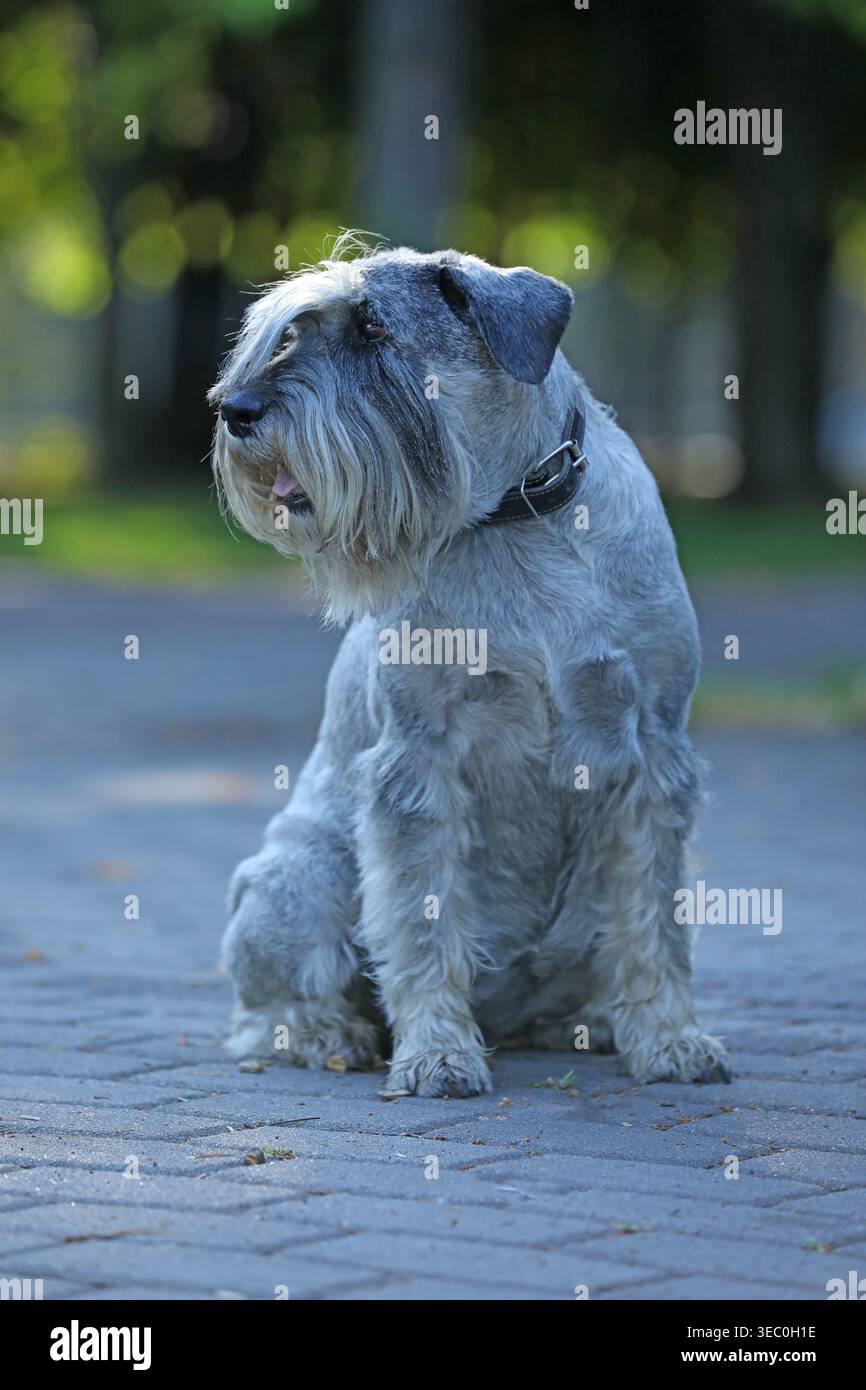 Carino mittelschnauzer che cammina all'aperto nel parco Foto Stock