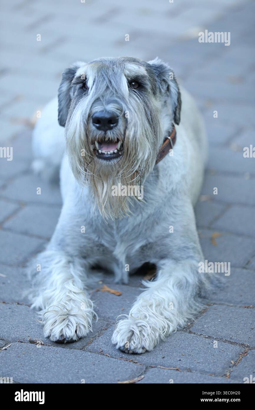 Carino mittelschnauzer che cammina all'aperto nel parco Foto Stock