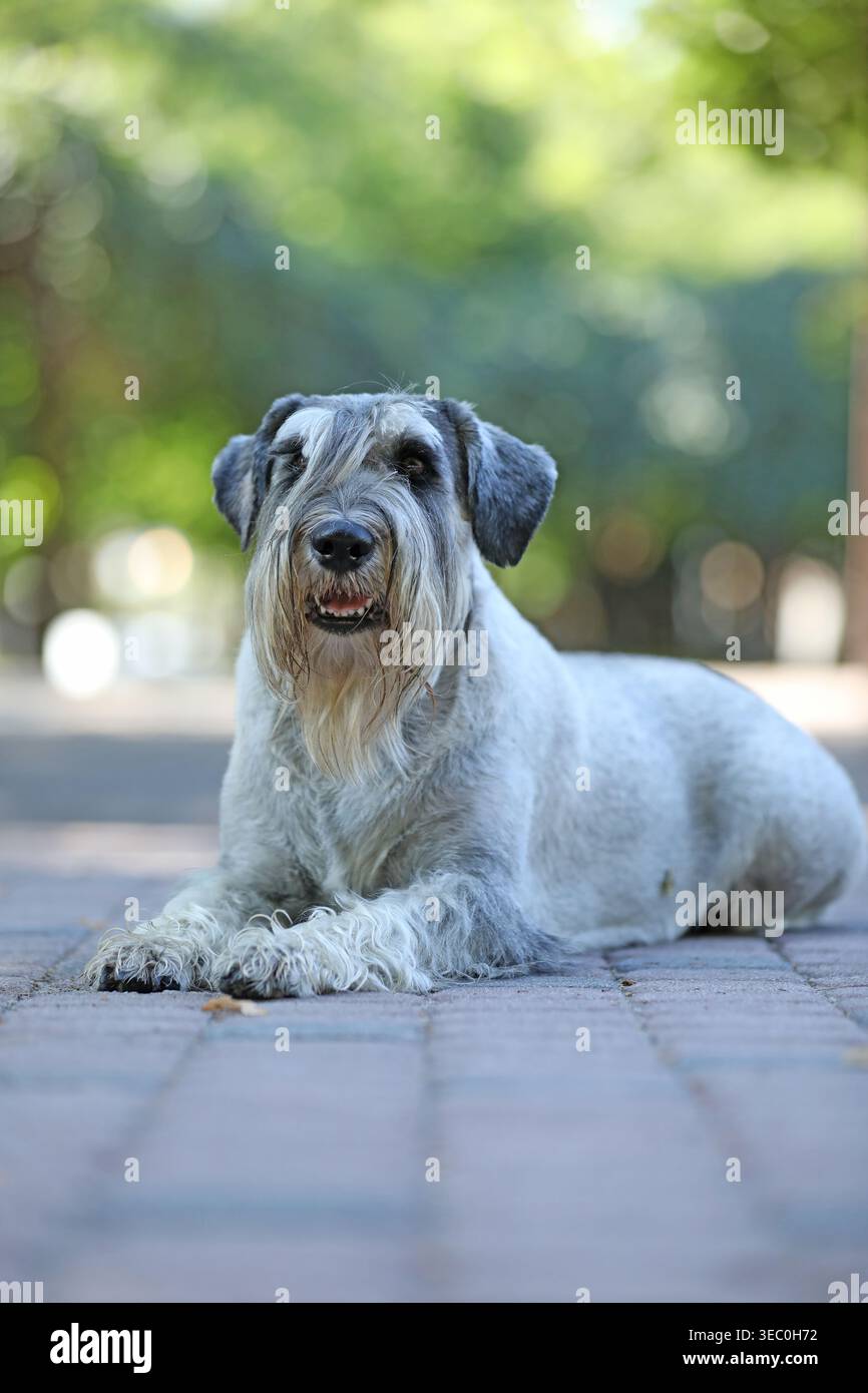Carino mittelschnauzer che cammina all'aperto nel parco Foto Stock