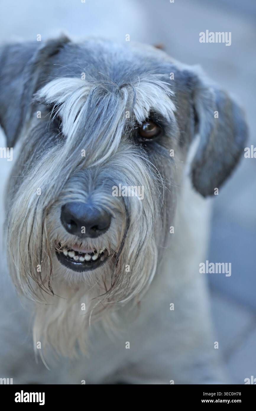 Carino mittelschnauzer che cammina all'aperto nel parco Foto Stock