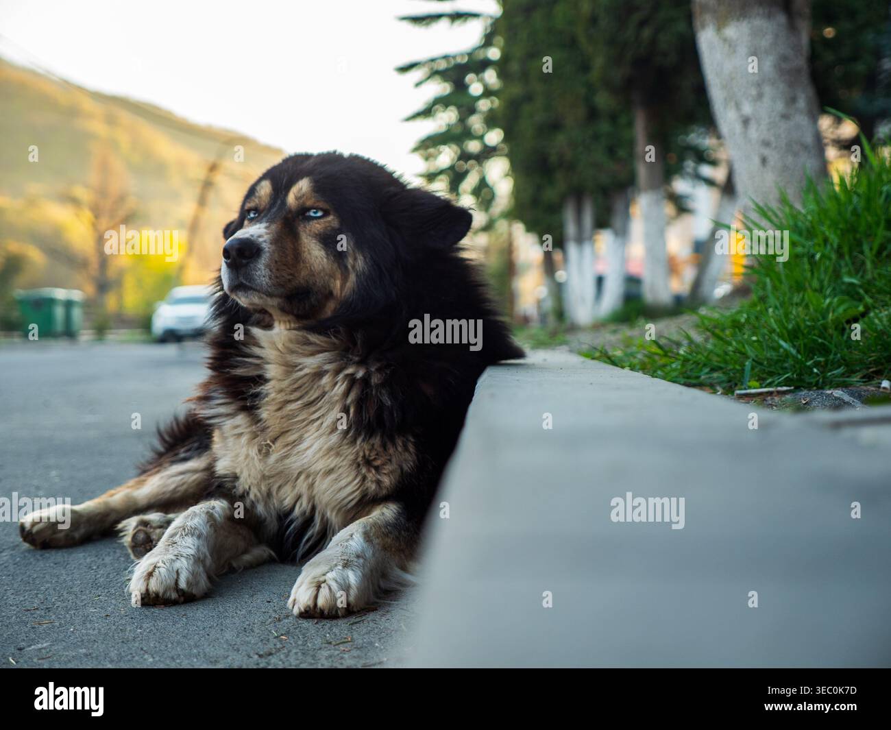 Adorabile bellissimo cane nero con occhi blu adagiato sulla strada accanto al bordeur con sfondi di montagna e erba a Dilijan, provincia di Tavush, Armenia Foto Stock