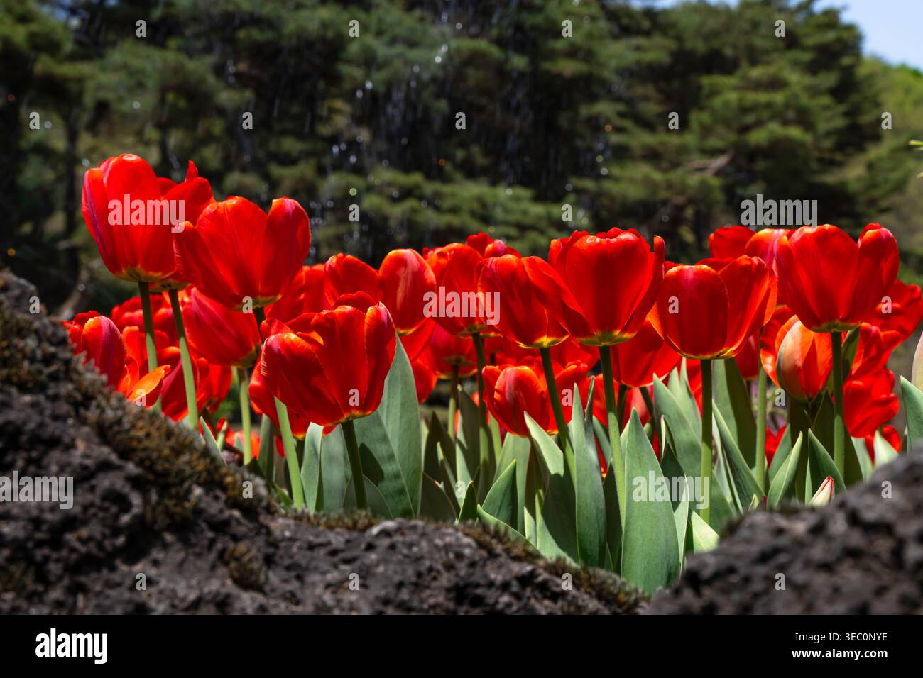 I vivaci tulipani rossi si crogiolano alla luce del sole, che si innalzano da dietro rocce dalle texture scure sullo sfondo di lussureggianti alberi sempreverdi in un seren Foto Stock