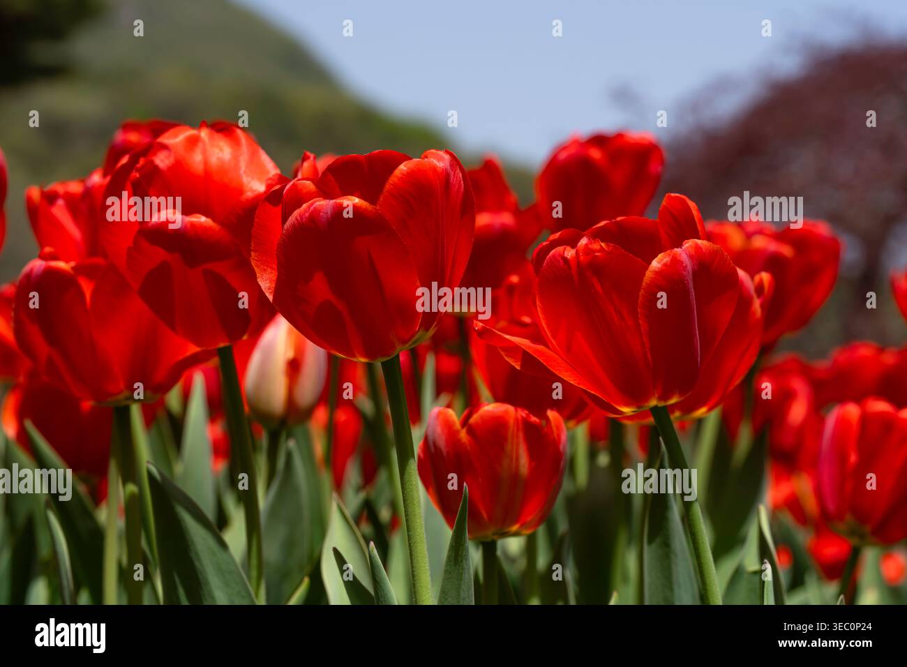 I vivaci tulipani rossi si crogiolano al sole, i petali scarlatti che si illuminano sullo sfondo del giardino e il cielo azzurro cristallino in questo allegro spri Foto Stock