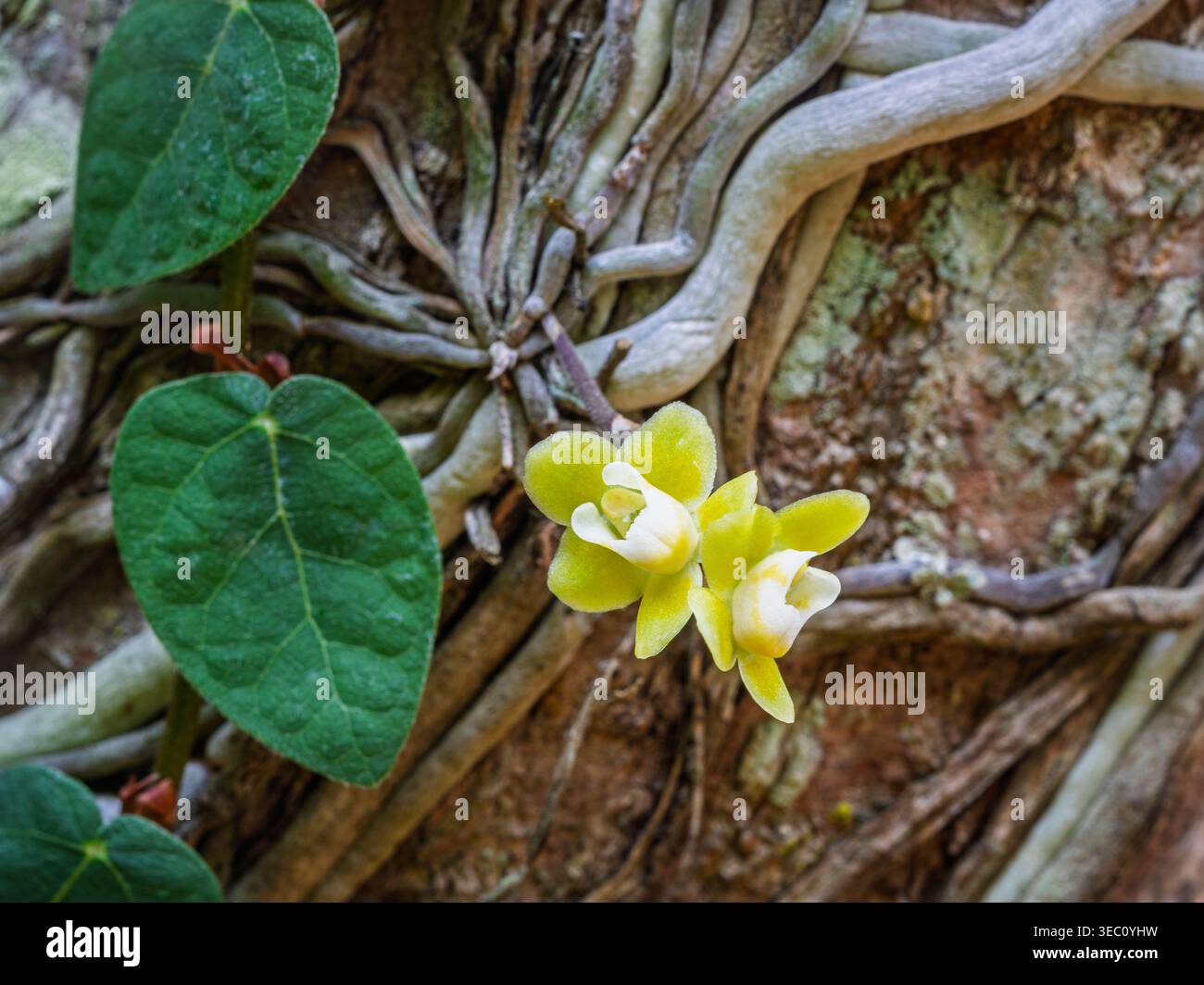 Vista ravvicinata di piccole specie di orchidee epifitiche tropicali senza foglie chiloschista viridiflava fiori gialli e bianchi che fioriscono all'aperto sul tronco dell'albero Foto Stock