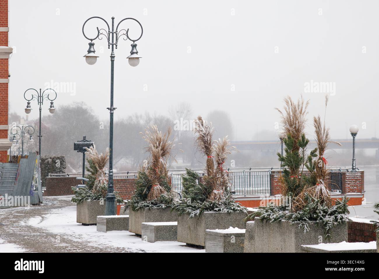 Diverse aiuole di cemento con fasci di Miscanthus cinese su un viale cittadino. Le erbe ornamentali vengono impacchettate in inverno. La neve sta cadendo. Foto Stock