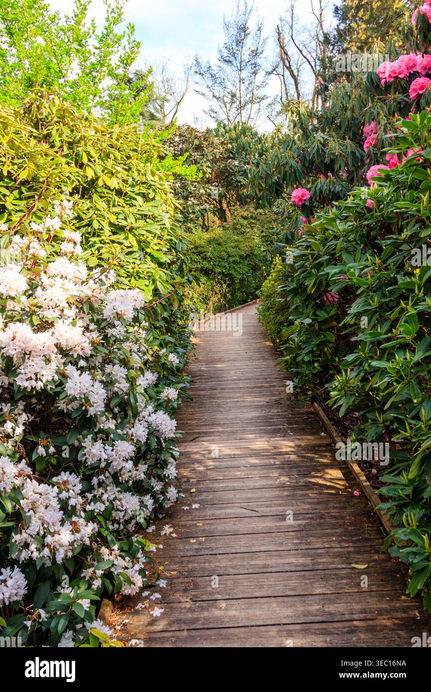 Percorso tra splendidi rododendri in fiore e alberi di camelia nel giardino botanico in primavera Foto Stock