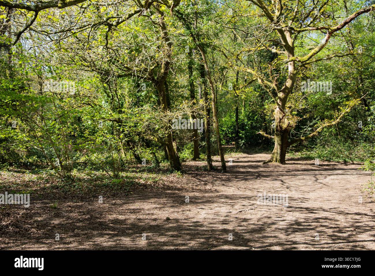 Delph Woods in primavera, vicino a Broadstone, Poole. Dorset, Inghilterra, Regno Unito Foto Stock