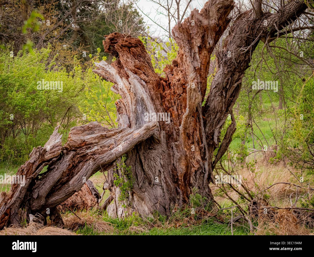 Vista spettacolare di un grande tronco di albero vecchio e grosso che mostra il marciume interno e la corteccia ruvida di legno grezzo in un ambiente di foresta primaverile Foto Stock