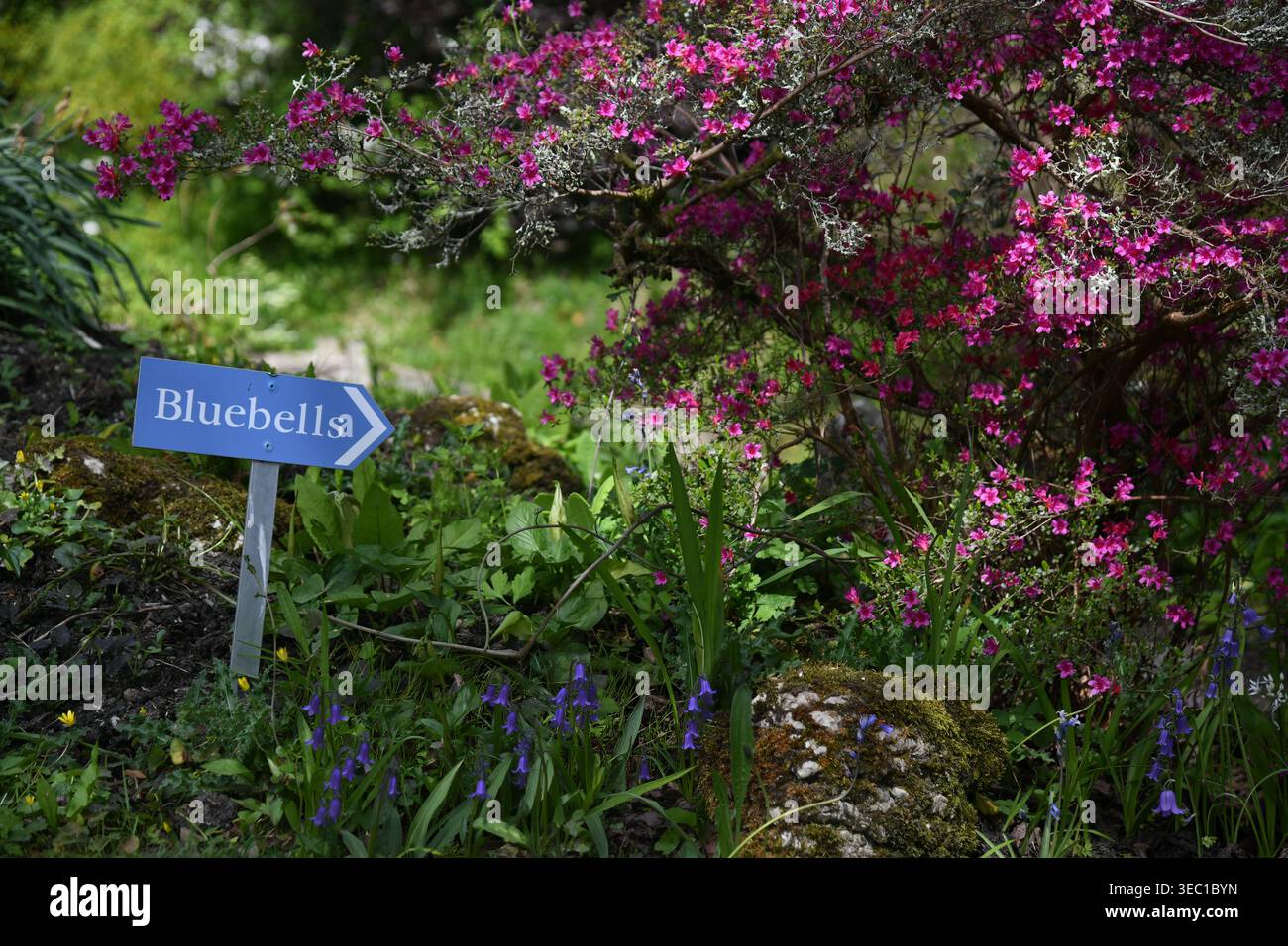 Bluebell a piedi Foto Stock