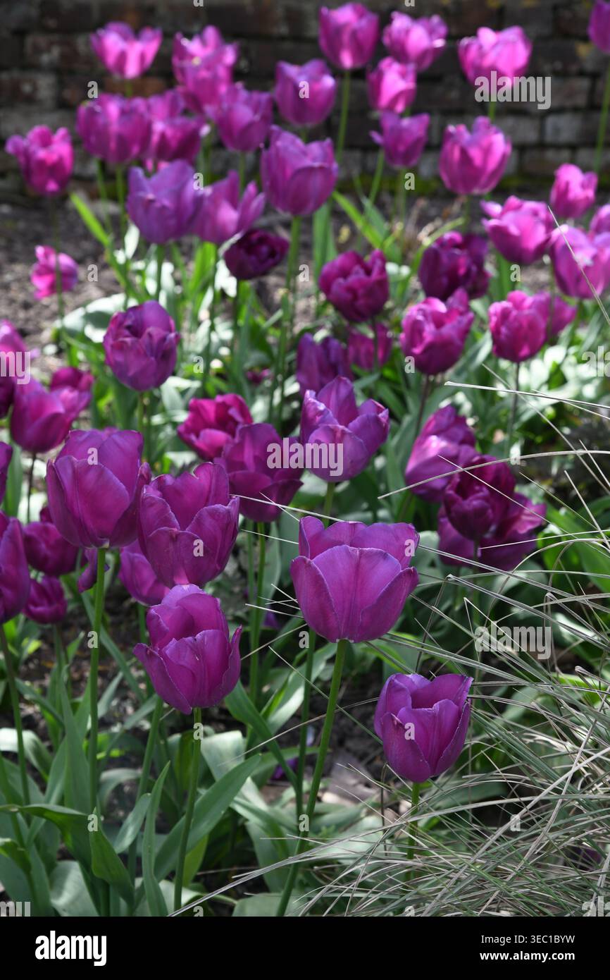 Tulipani viola in primavera Foto Stock