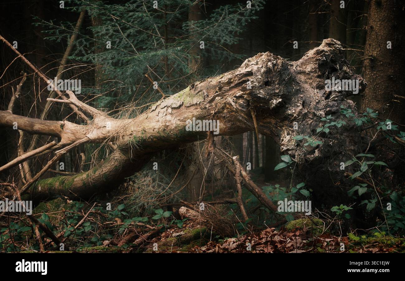 Albero morto caduto in un bosco buio e tumulo. Un tronco d'albero caduto in una foresta con umore malinconico. Foto Stock