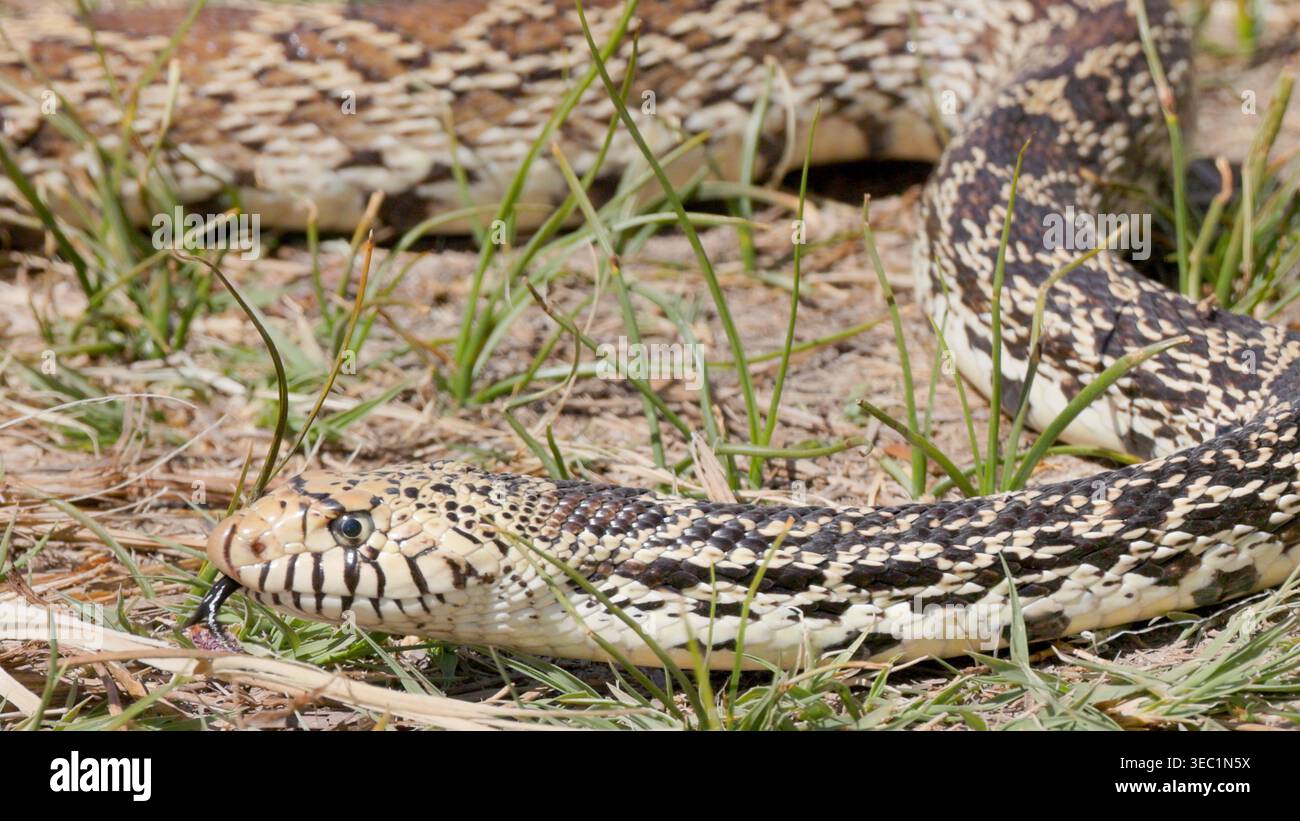 Grande serpente che scorre attraverso l'erba Foto Stock