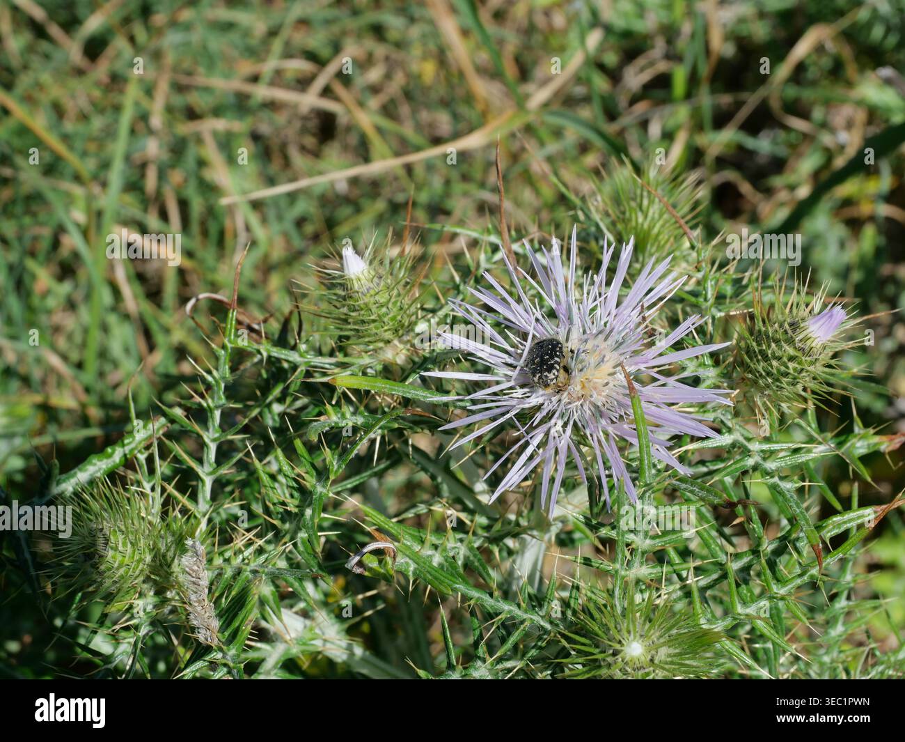 Cardo di latte con chafer di rosa, funesta ossithyrea nella vegetazione mediterranea, scena naturale dettagliata. Galactites tomentosa, Foto Stock
