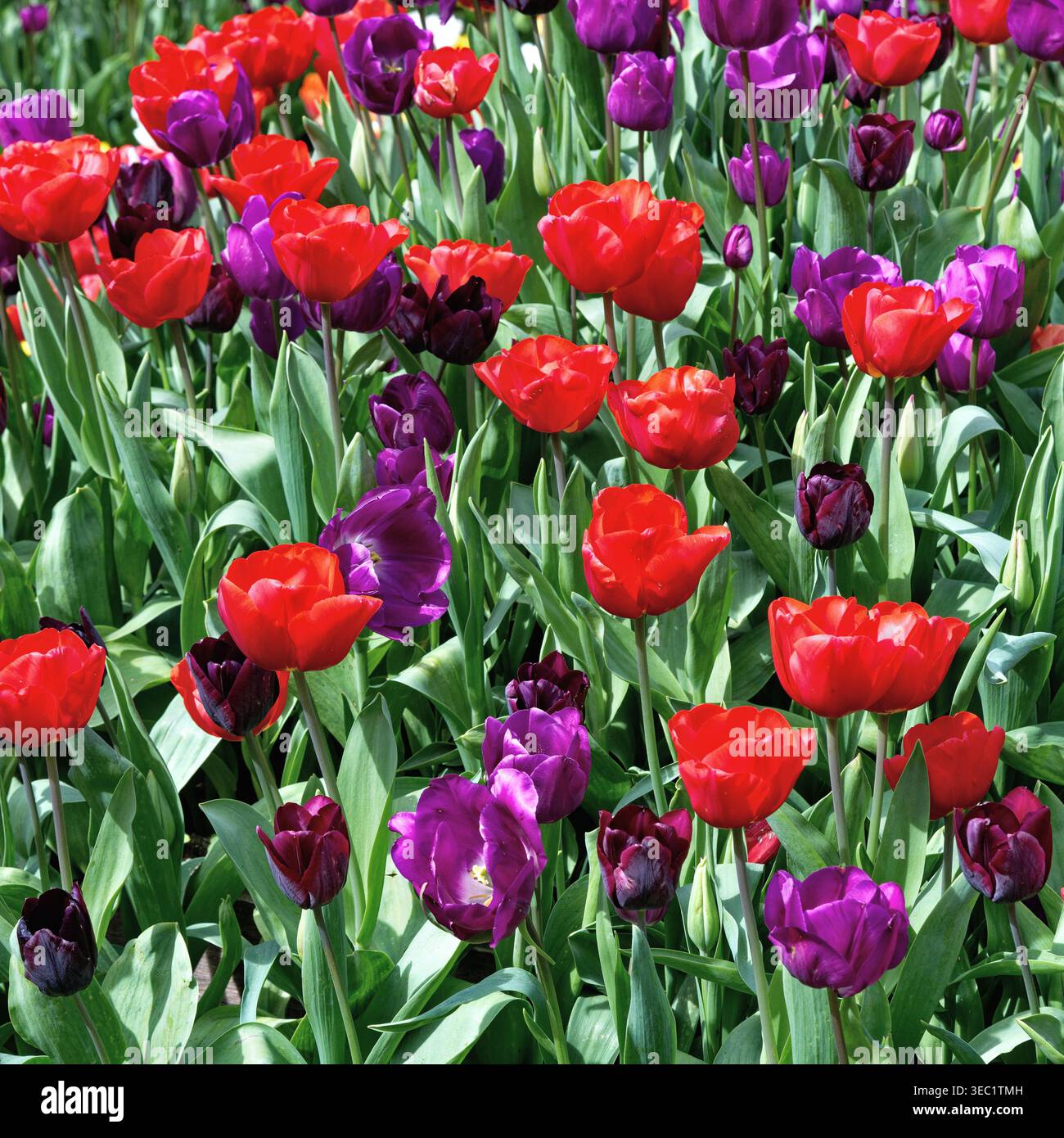 Primo piano di tulipani colorati in mostra al festival primaverile dei tulipani al castello di Arundel Foto Stock