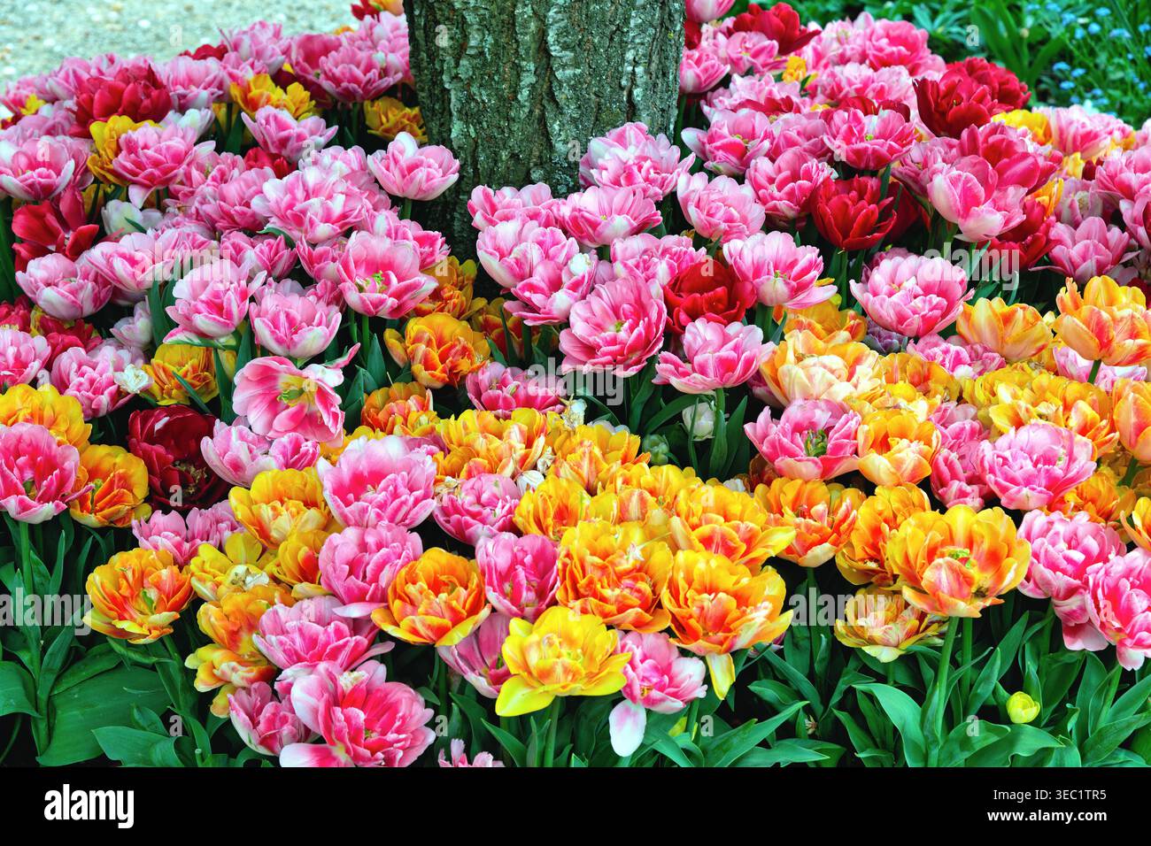 Primo piano di tulipani colorati in mostra al festival primaverile dei tulipani al castello di Arundel Foto Stock