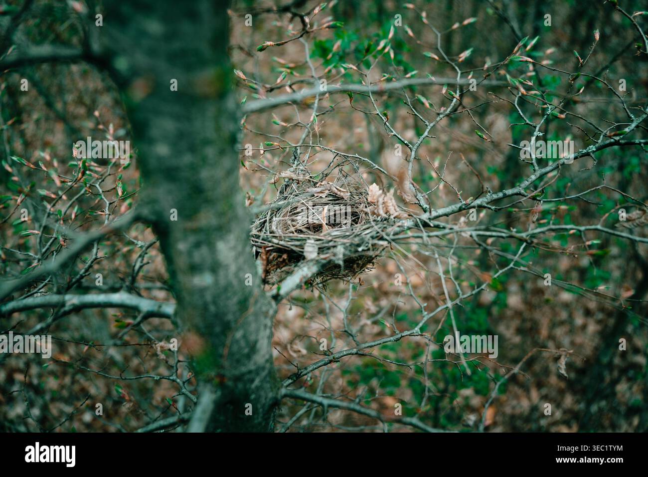 Nido di uccelli vuoto sul ramo degli alberi nella foresta, concetto di fauna selvatica del bosco primaverile Foto Stock