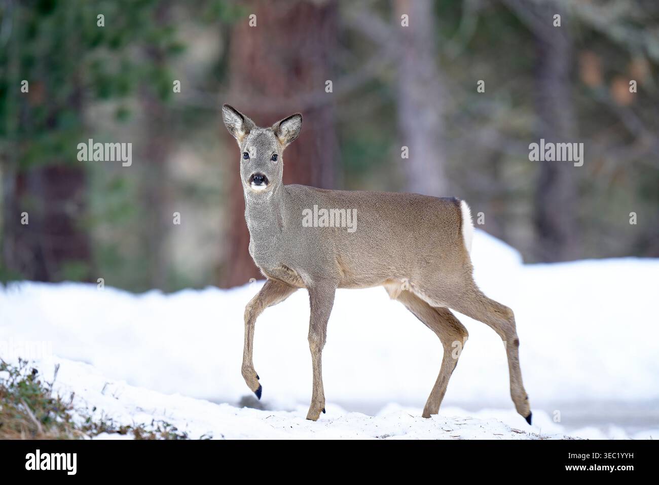 Eleganti caprioli che camminano su terreni innevati in Val Roseg, incorniciati dalla tranquilla foresta alpina della regione Engadina. Foto Stock