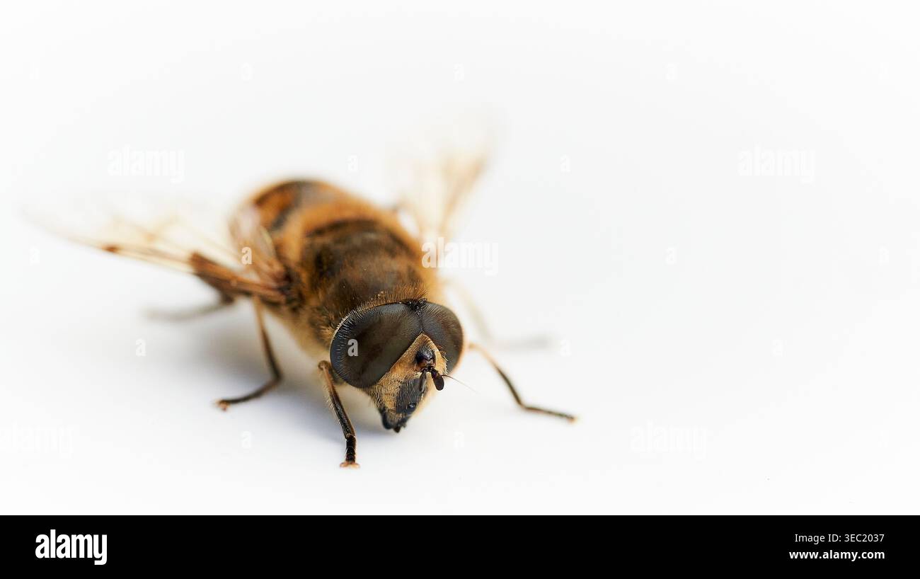 Primo piano di un hoverfly isolato su sfondo bianco, fotografie dettagliate di insetti e natura. Foto Stock