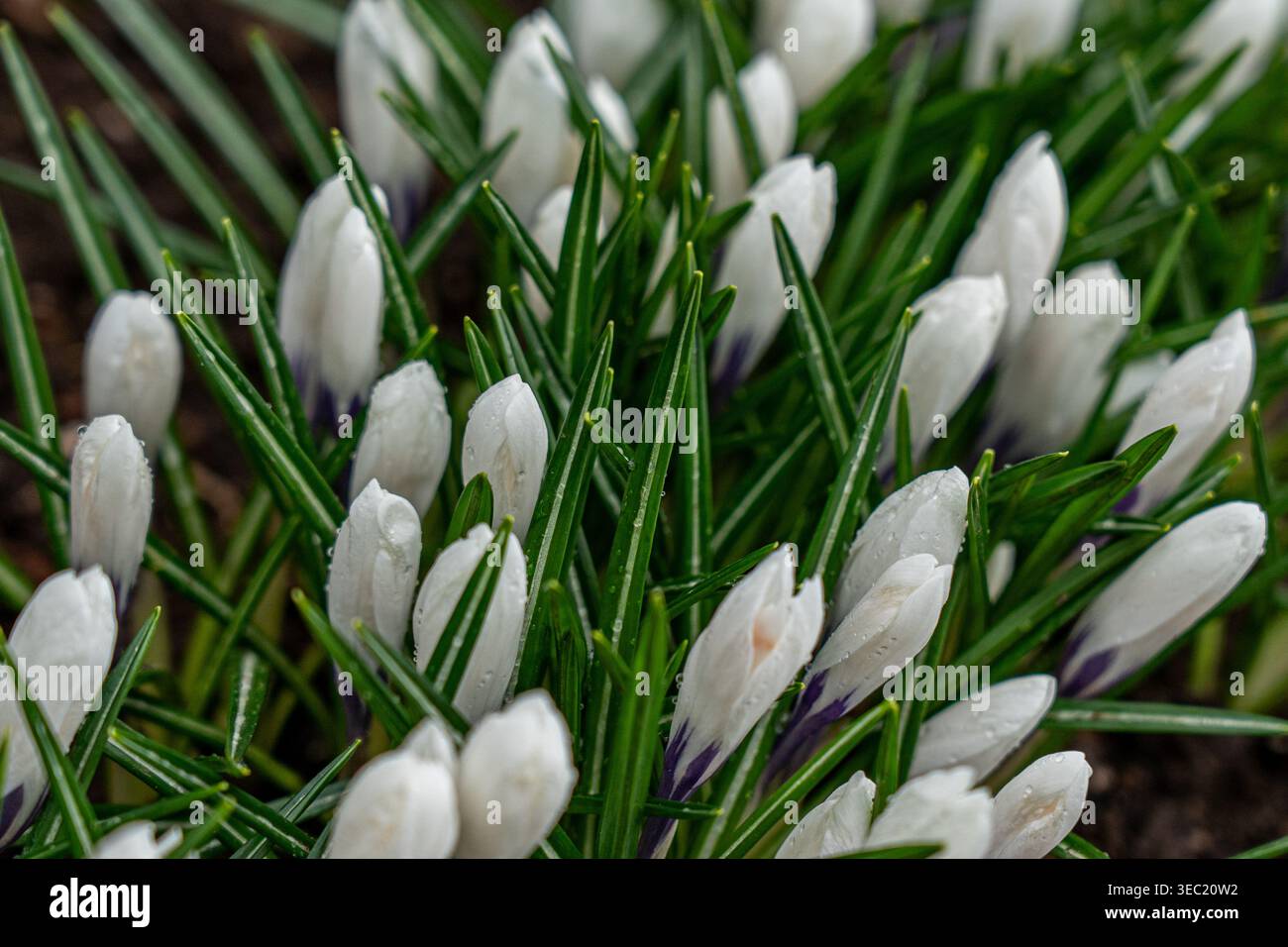 Delicati fiori di Croco bianco che emergono dalla lussureggiante erba verde circondati dalla bellezza della natura in un ambiente primaverile Foto Stock