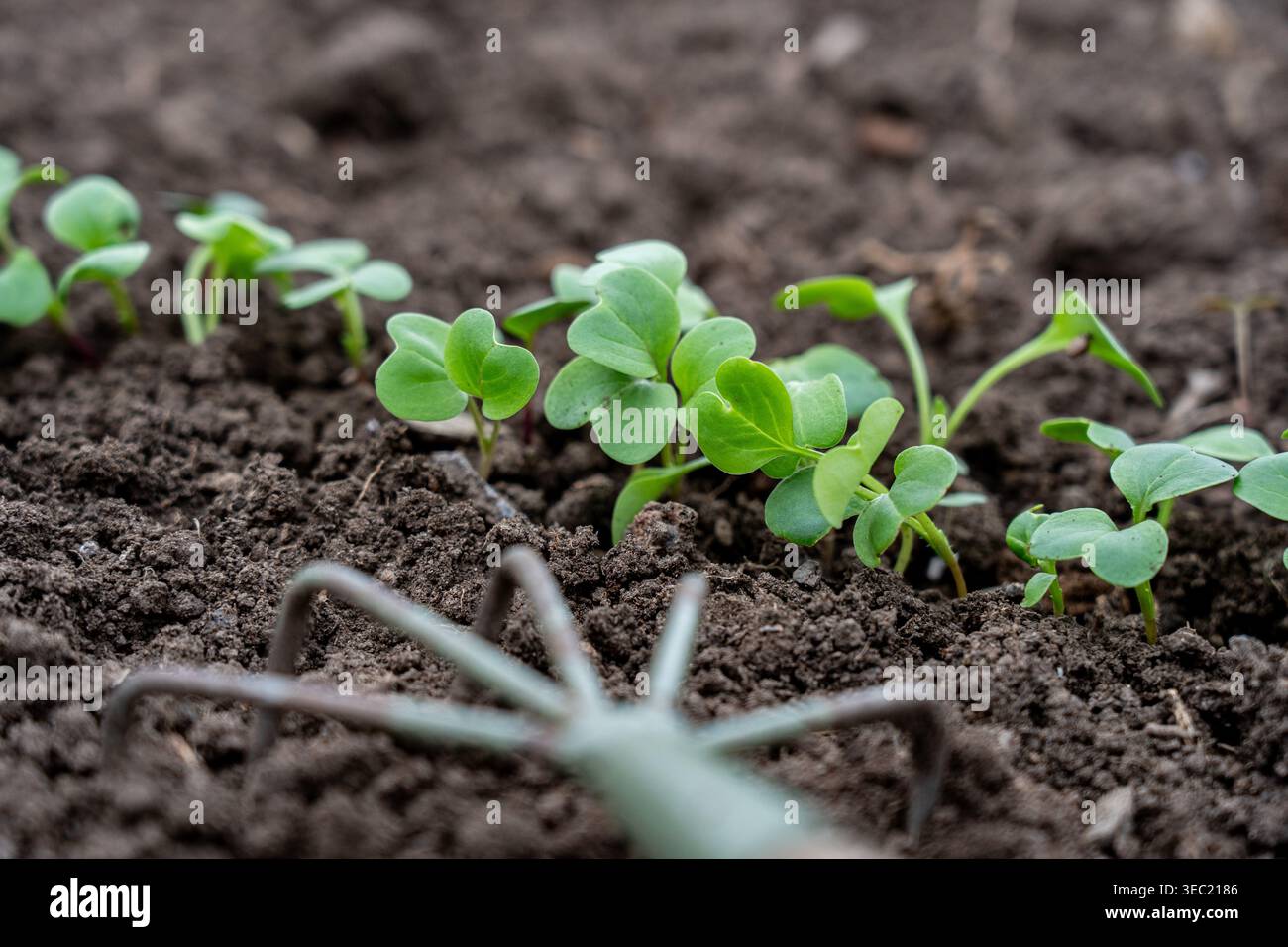 Una vista ravvicinata delle vibranti piantine verdi che emergono dal terreno ricco e scuro in un giardino lussureggiante, mostrando la loro salute e il loro potenziale di crescita Foto Stock