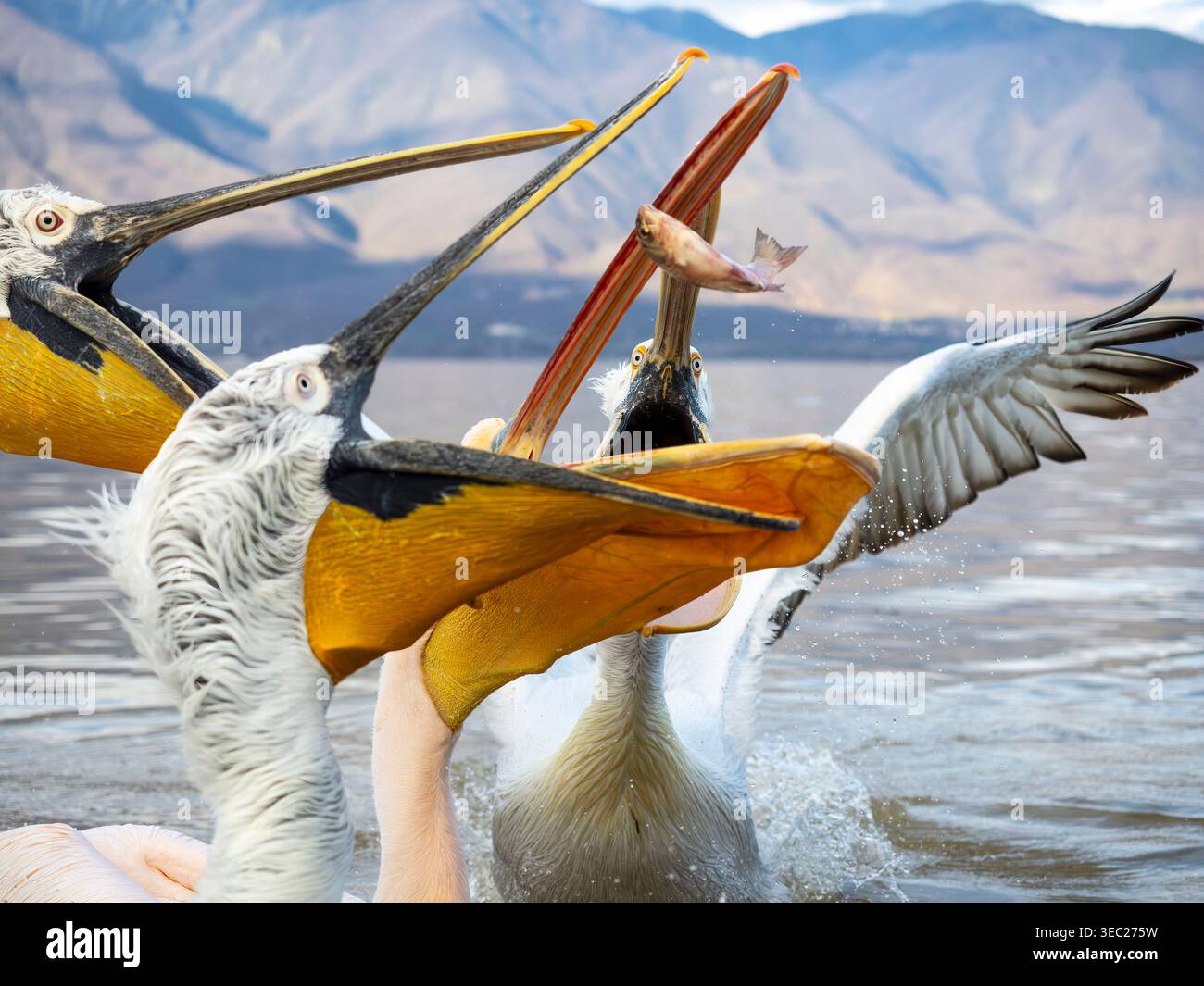 Dalmation pelicans che catturano pesci gettati Foto Stock