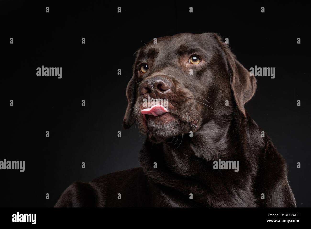 Labrador con bocca aperta come abbaia su sfondo scuro che rappresenta la comunicazione e il comportamento di allarme Foto Stock