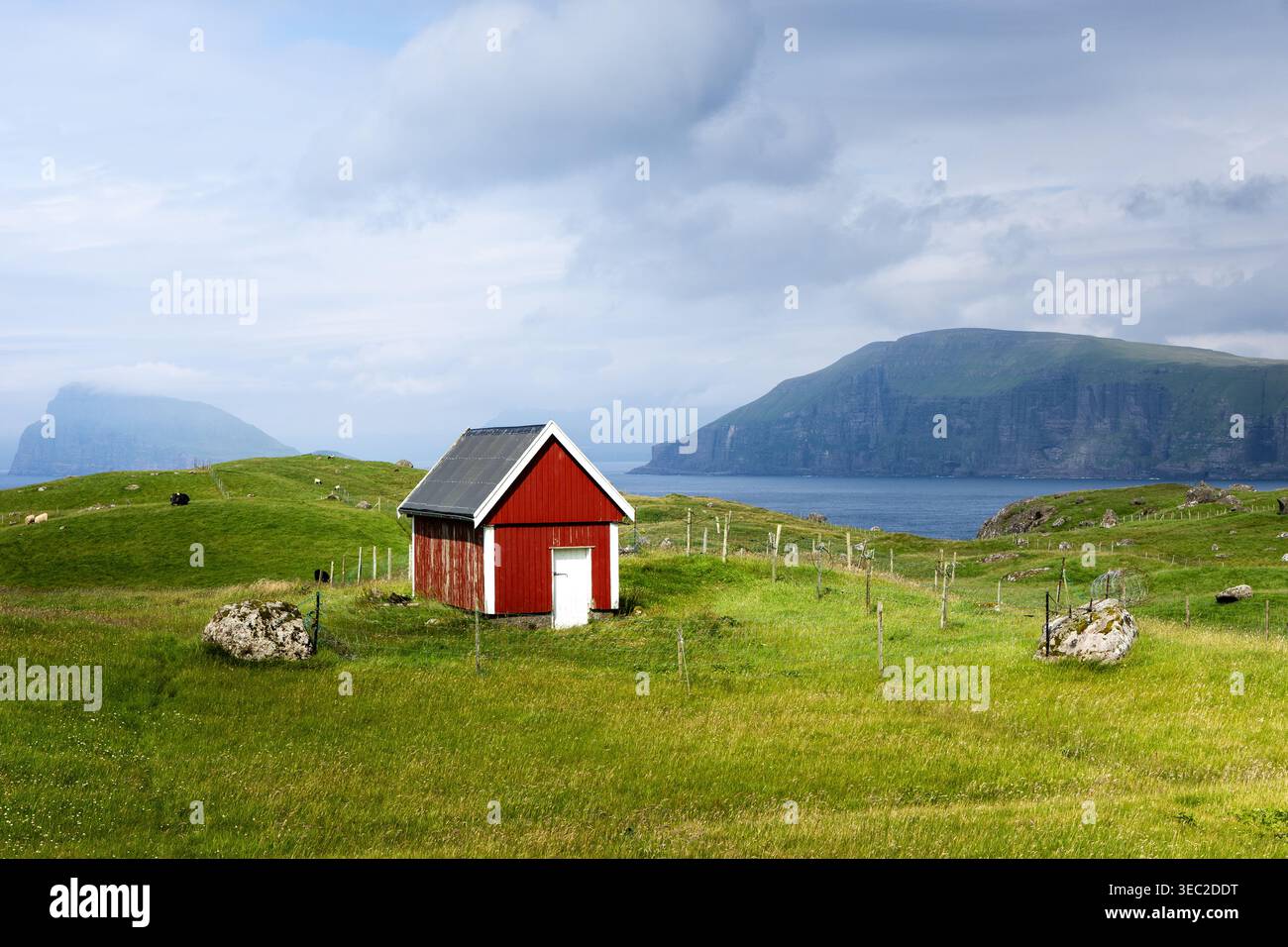 Una pecora rossa in un prato verde. Il cielo è nuvoloso e altre isole possono essere viste sullo sfondo. Isole Faroe Foto Stock