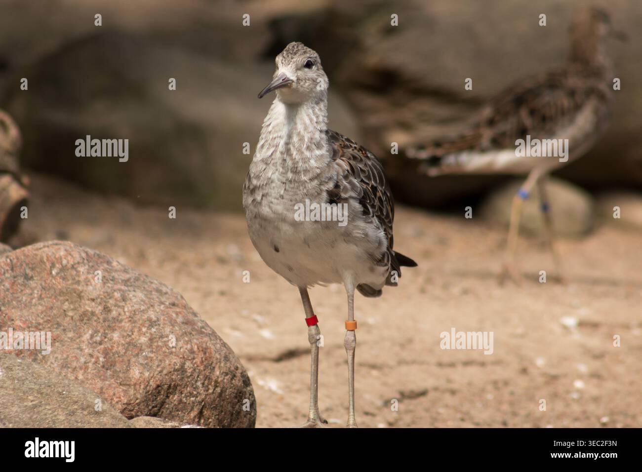 Ruff (Calidris pugnax), un uccello da guado di medie dimensioni. Foto Stock