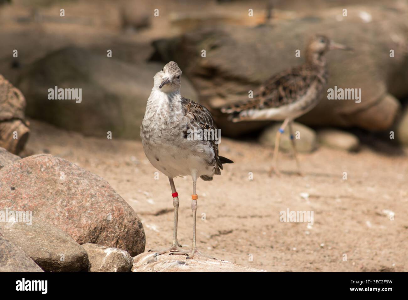 Ruff (Calidris pugnax), un uccello da guado di medie dimensioni. Foto Stock