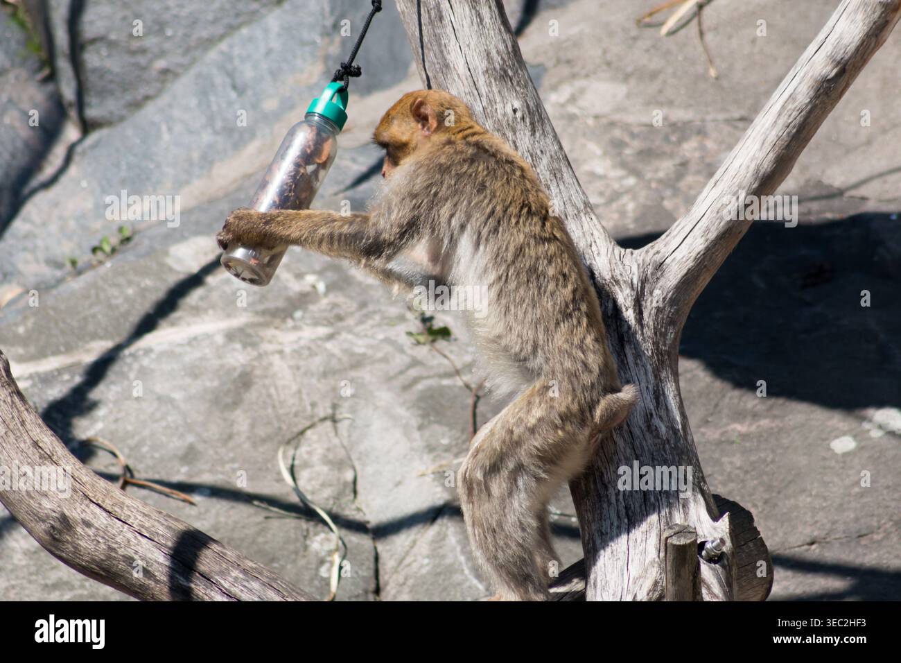 Macaco barbario (Macaca sylvanus), un macaco originario delle montagne dell'Atlante di Algeria, Libia, Tunisia e Marocco. Foto Stock
