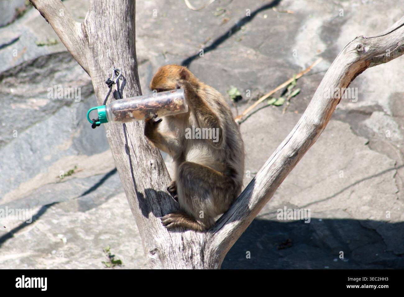 Macaco barbario (Macaca sylvanus), un macaco originario delle montagne dell'Atlante di Algeria, Libia, Tunisia e Marocco. Foto Stock